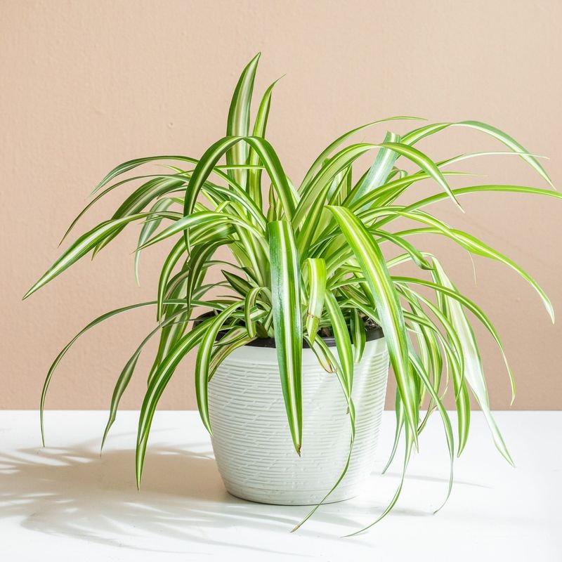 Spider Plant (Chlorophytum Comosum)