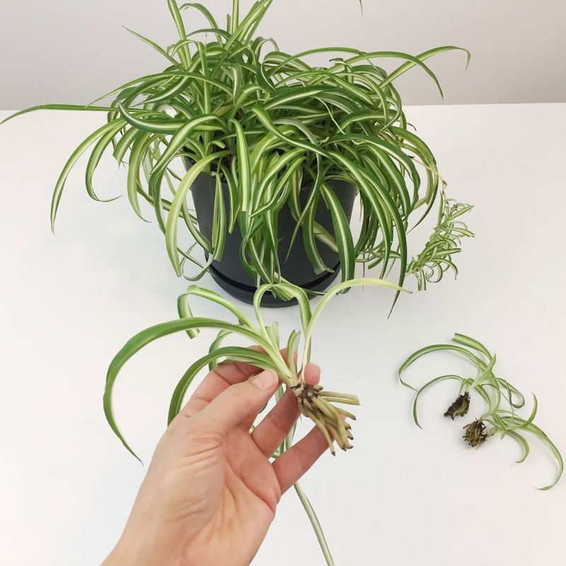 Spider Plant Produces Offsets That Root Easily In Water Spider Plant Produces Offsets That Root Easily In Water