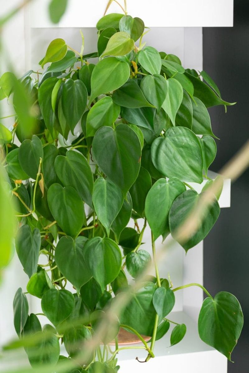Heartleaf Philodendron Grows Fast From Simple Cuttings