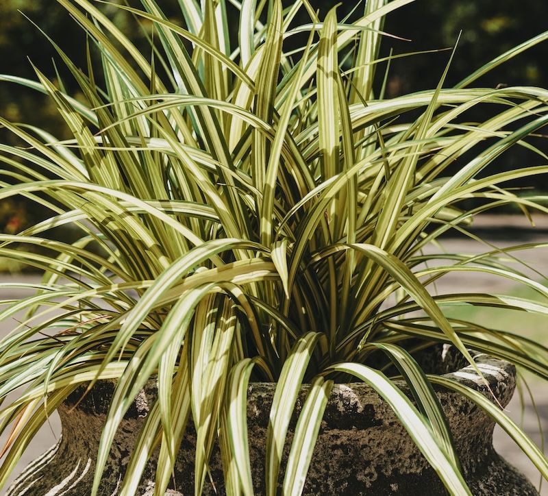 Spider Plant Thrives Outdoors With Fresh Air And Light