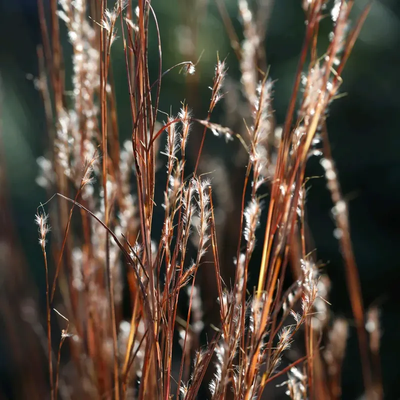 Little Bluestem 