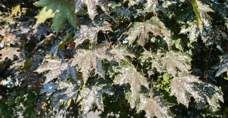 powdery mildew