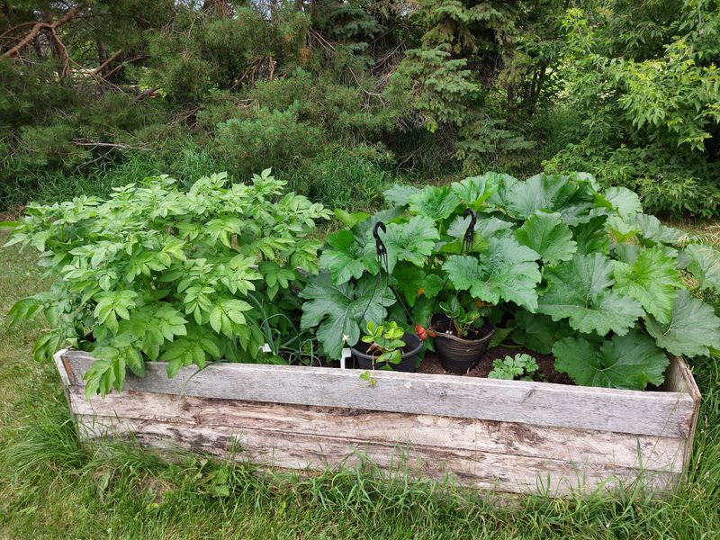 Plants Can Take Over Garden Space Fast