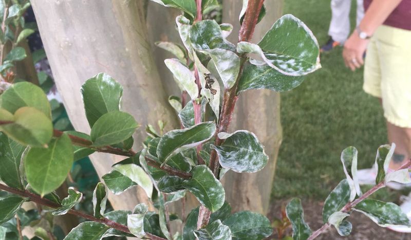 The White Powdery Coating Is The Easiest Way To Spot It