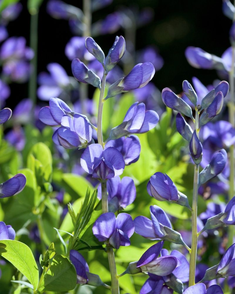 Blue Wild Indigo