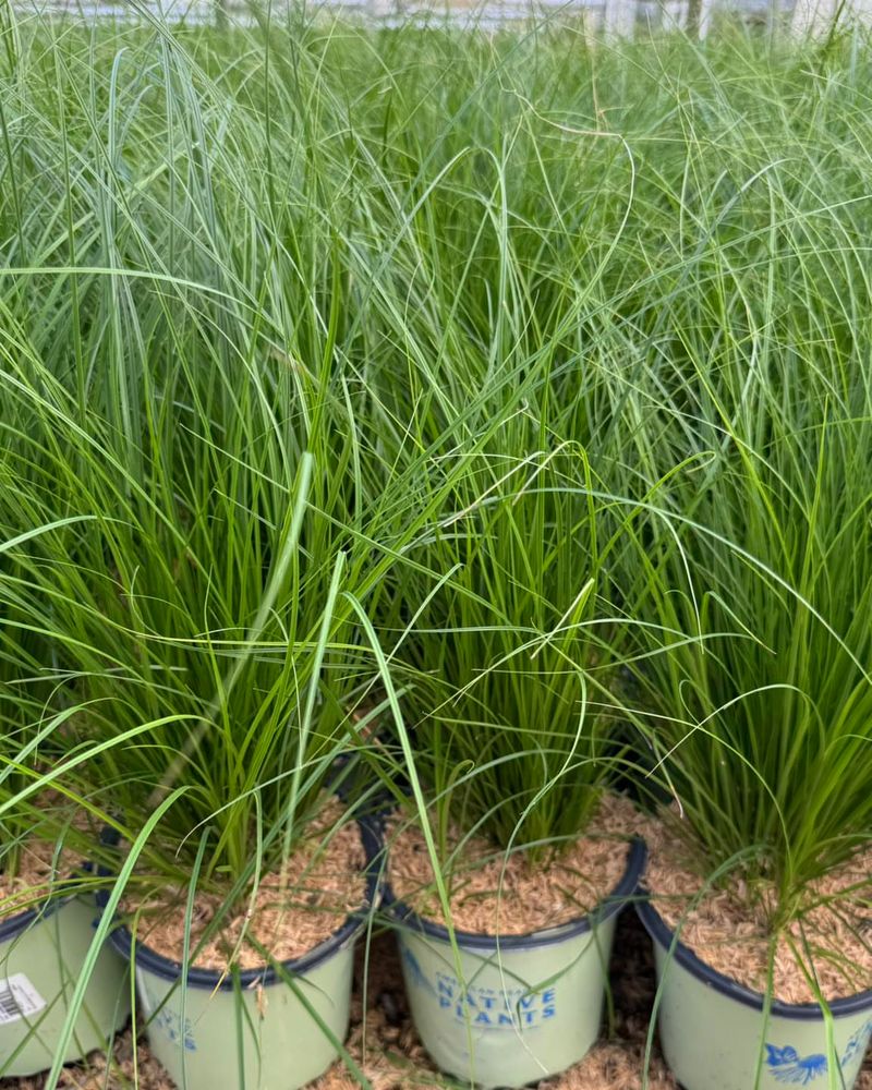 Appalachian Sedge Fits Tight Spaces Naturally