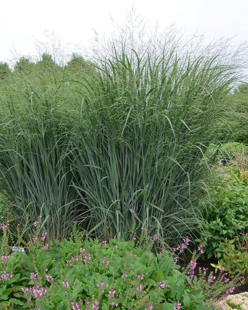 Switchgrass (Panicum virgatum)