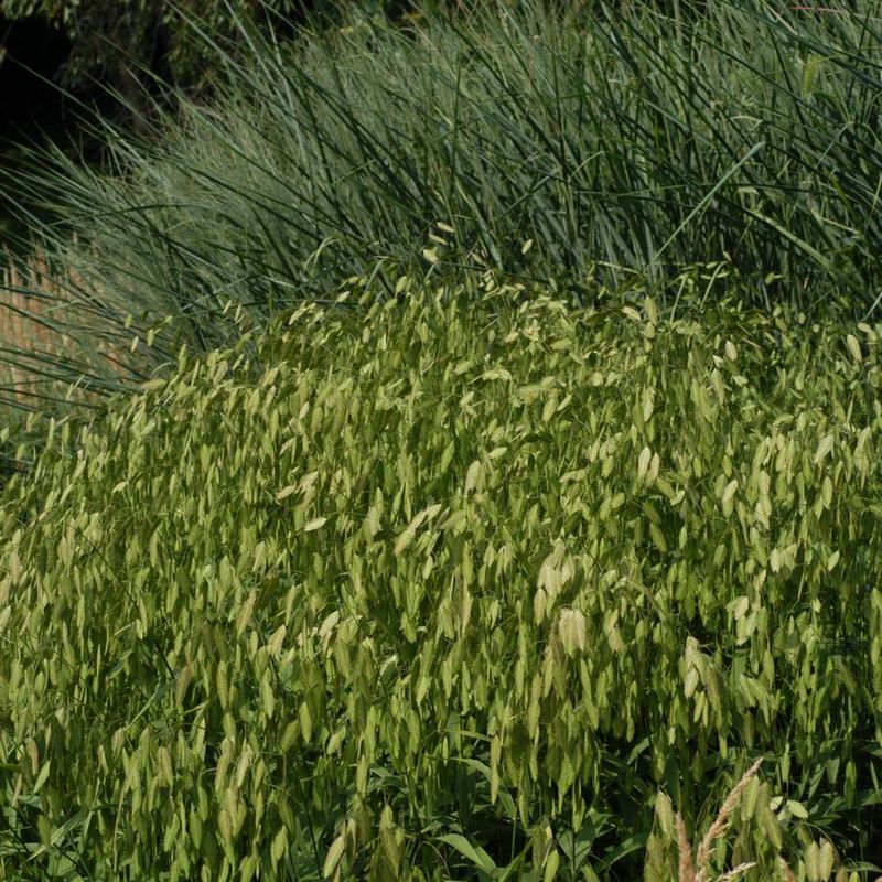 River Oats (Chasmanthium latifolium)