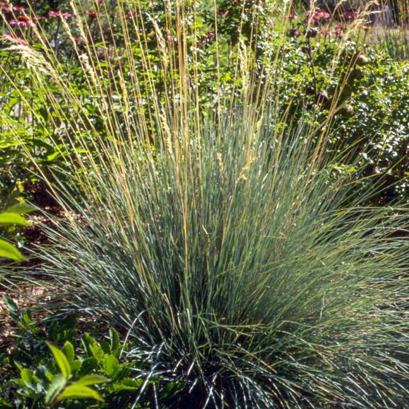 Blue Oat Grass