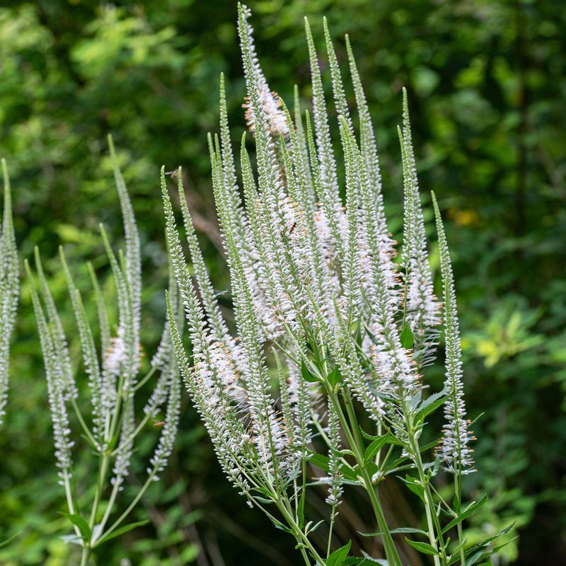 Culver's Root (Veronicastrum Virginicum)