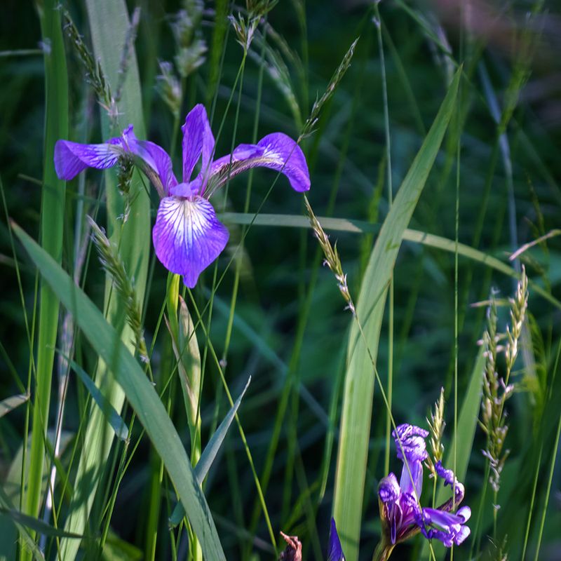 Blue Flag Iris (Iris versicolor)