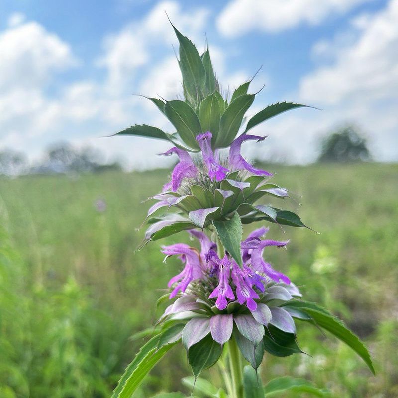Lemon Beebalm 
