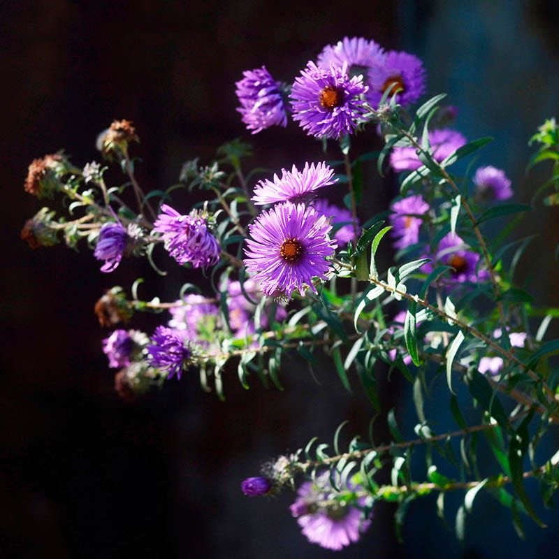 Aromatic Aster (Symphyotrichum Oblongifolium)