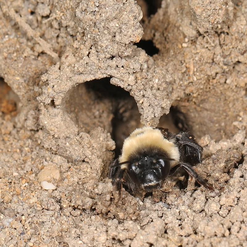 Native Bees (Various Species)