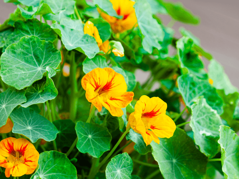 Easy To Grow From Seed With Minimal Effort