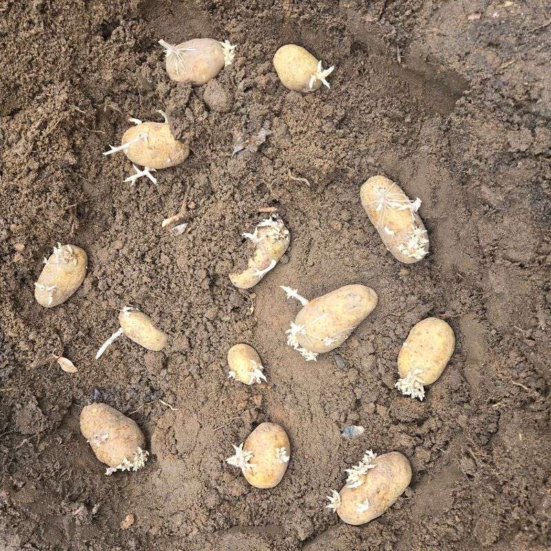 Space Potatoes For Bigger Tubers