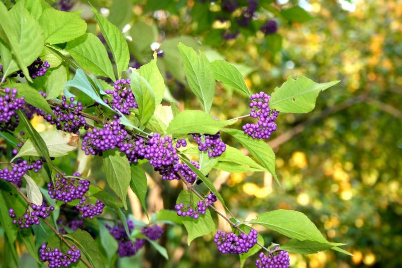 American Beautyberry