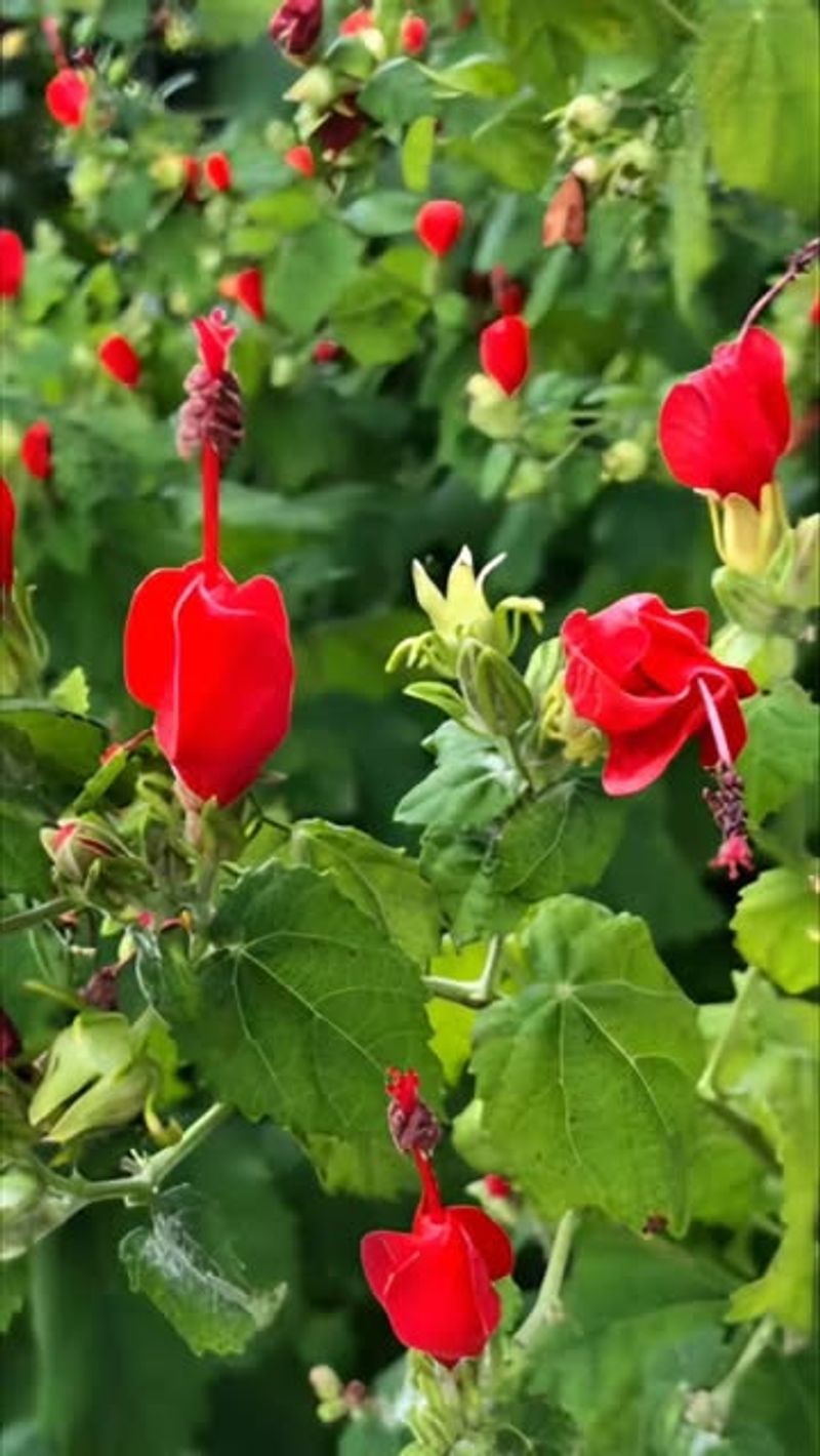 Turk's Cap (Malvaviscus Arboreus)