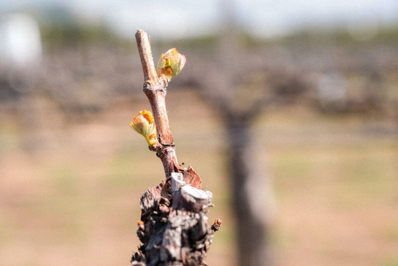 Secondary Buds May Still Grow But Produce Less Fruit