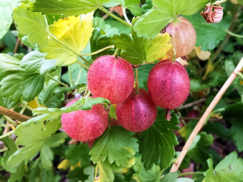 Gooseberries Can Produce Lightly In Their First Year