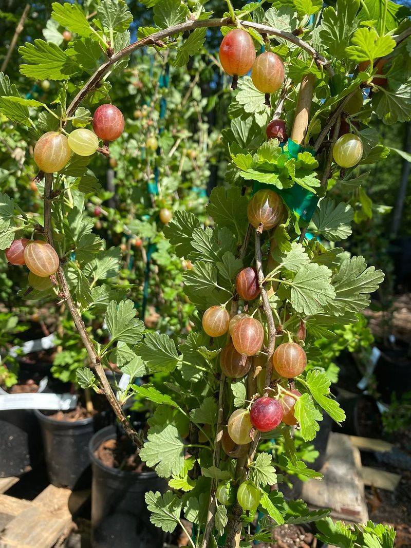 Gooseberries Set Fruit While Still Young