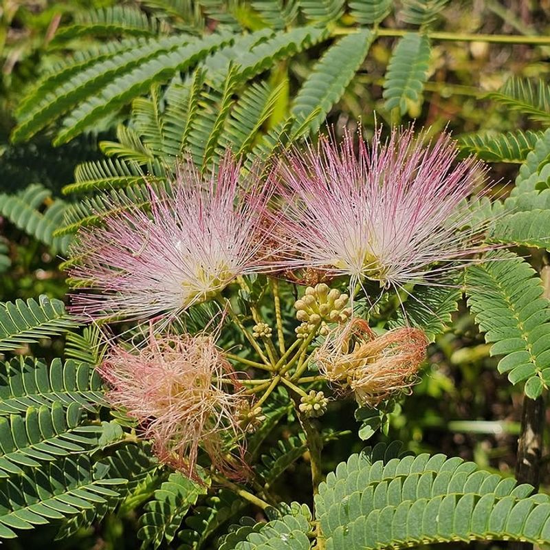 Mimosa / Silk Tree (Albizia Julibrissin)