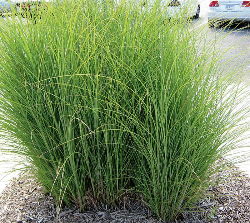 Switchgrass Adds Height And Soft Seasonal Screening