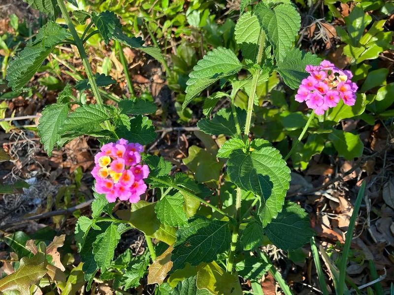 Lantana Keeps Spreading