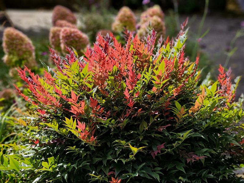 Nandina Keeps Spreading