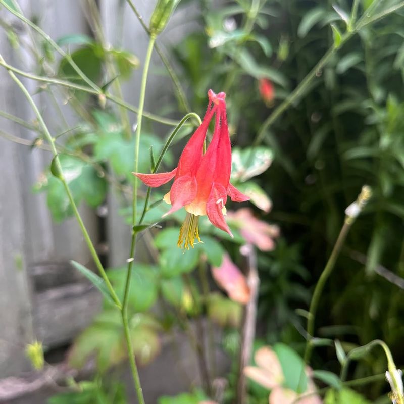 Seeds Disperse Easily Without Help