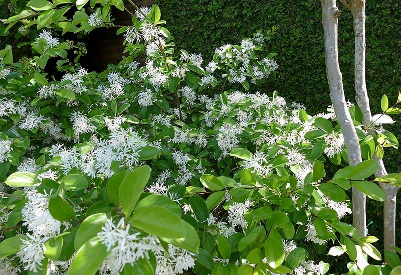 Grows Well In A Range Of Soil Types