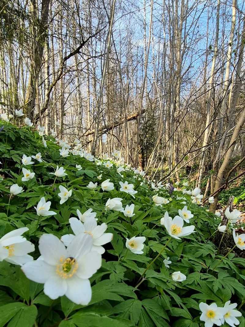 Works Best In Larger Or Naturalized Areas