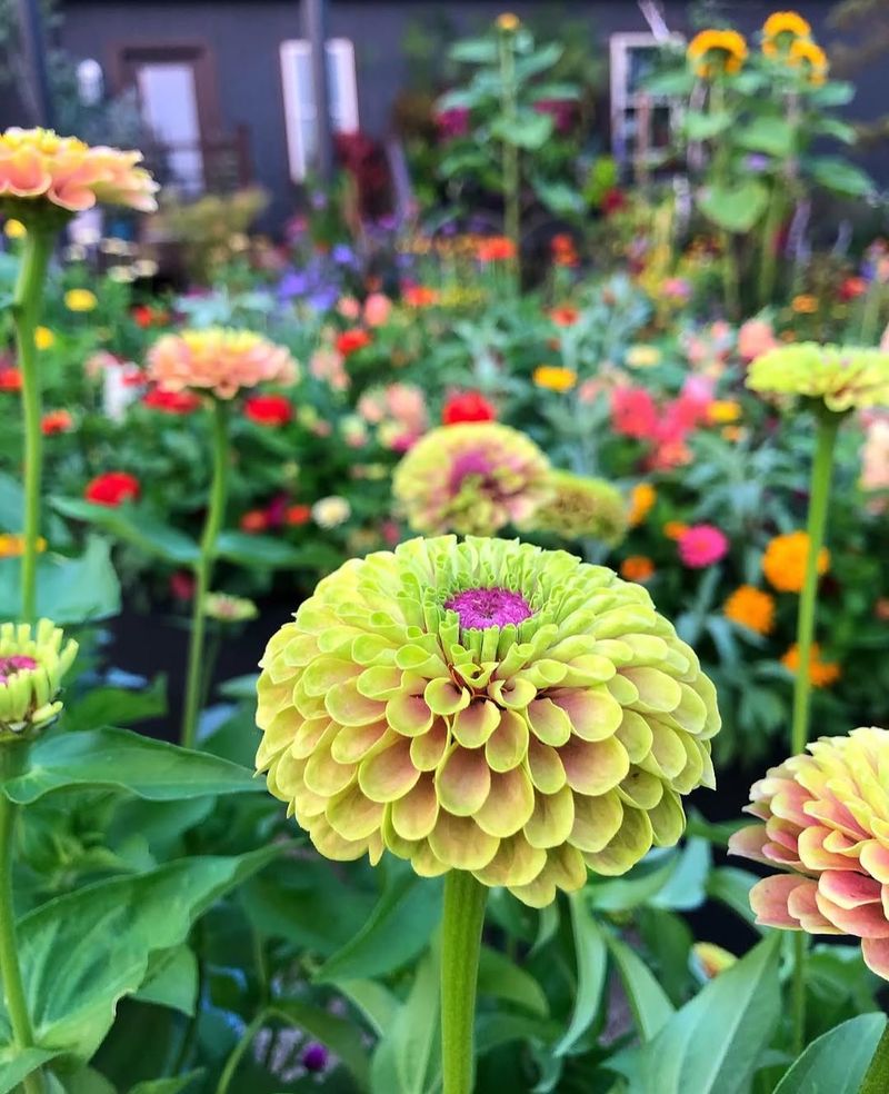 Queeny Lime Series Offers Unique Colors With Reliable Growth