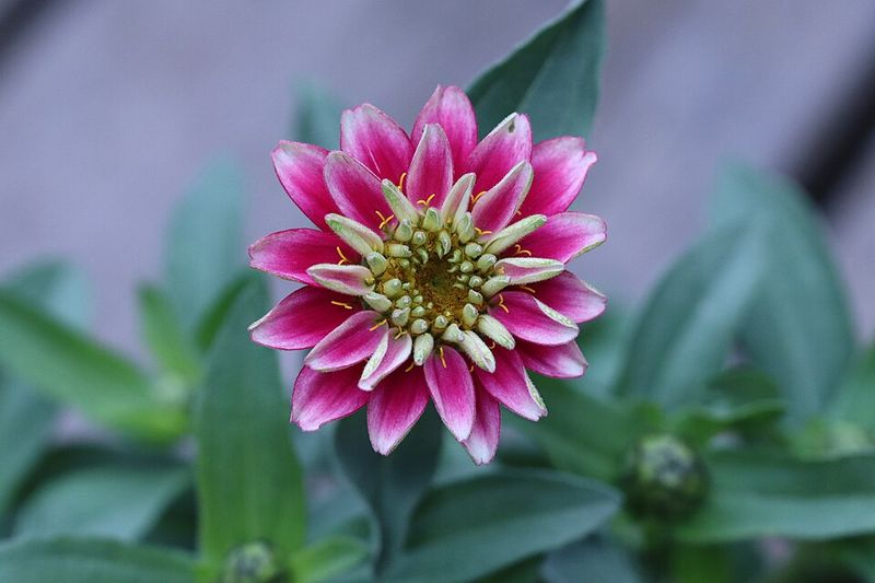 Zahara Zinnias Bring Bold Color Through Texas Heat