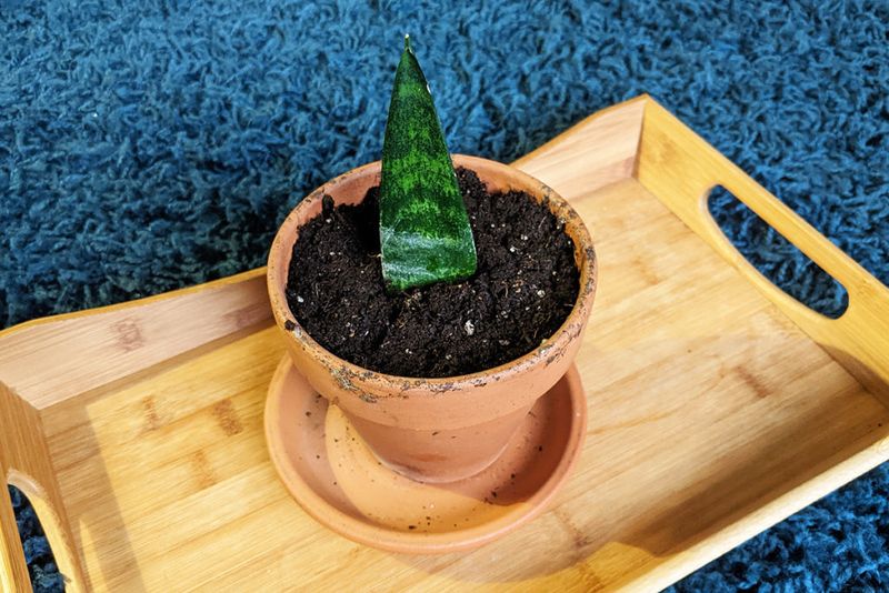 Use Soil Propagation For Faster And Stronger Rooting