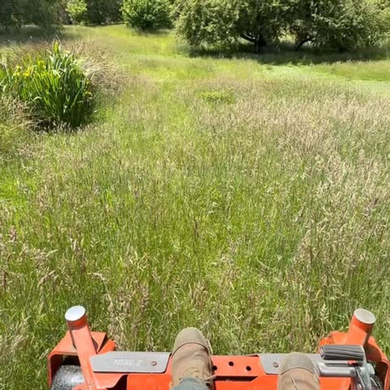 Taller Blades Help The Lawn Stay More Resilient