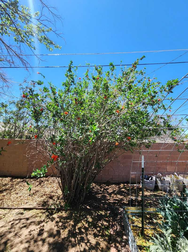 Balanced Feeding Encourages More Flowers Without Excess Leaf Growth