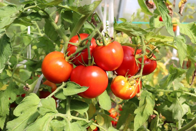 Determinate Tomatoes Need Less Room Than You Think