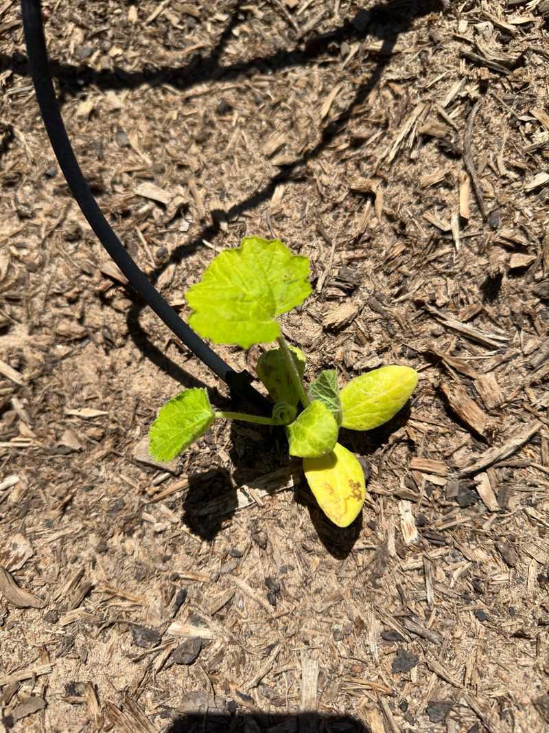Overwatering Can Suffocate Young Roots