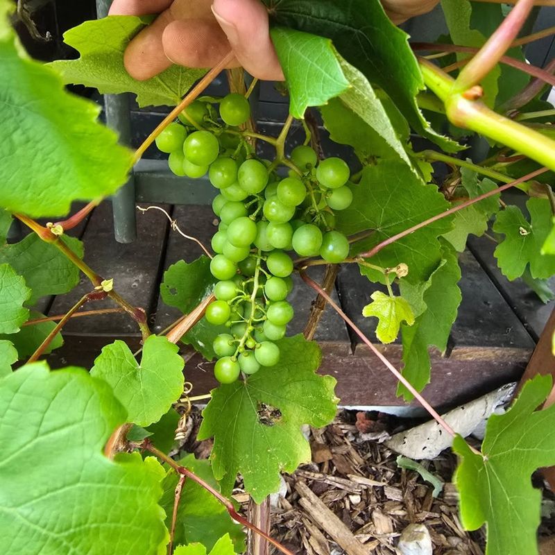 Removing Weak Growth Improves Airflow Around Developing Fruit