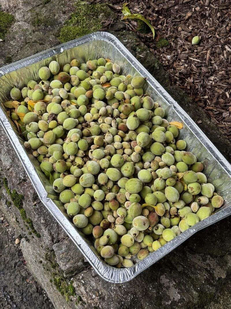 Compost Damaged Fruit