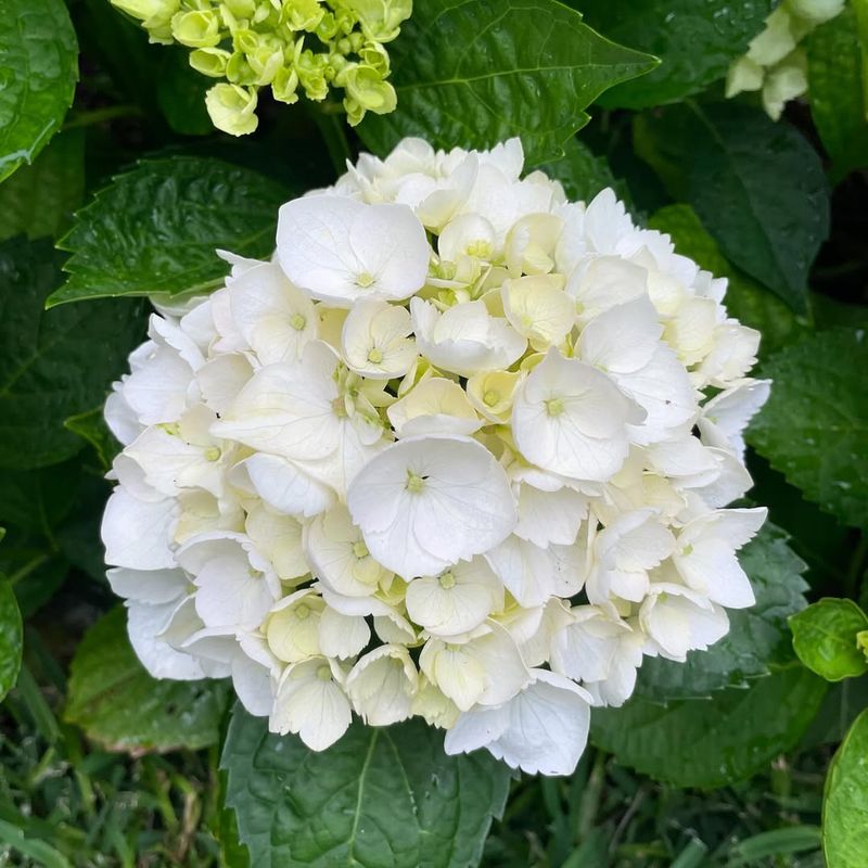 Feed Lightly In Spring