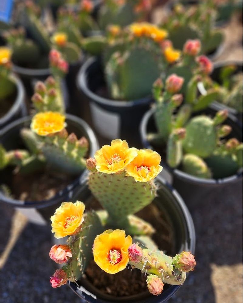 Skip Heavy Fertilizing That Pushes Weak Growth Instead Of Blooms