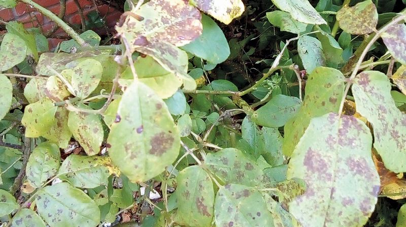 Watch For Early Signs Of Leaf Spot Or Fungal Issues