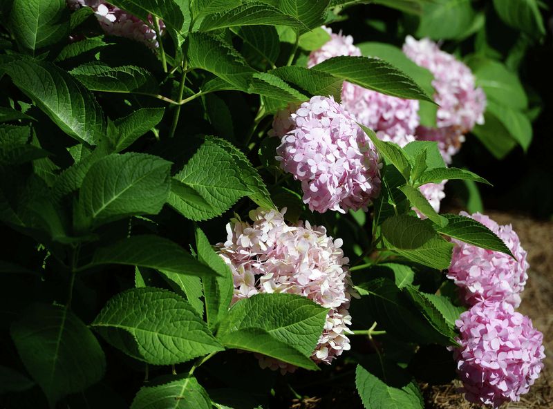 Improve Soil With Organic Matter