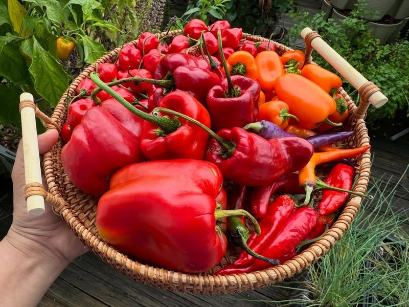 Harvest Regularly To Encourage Continued Production