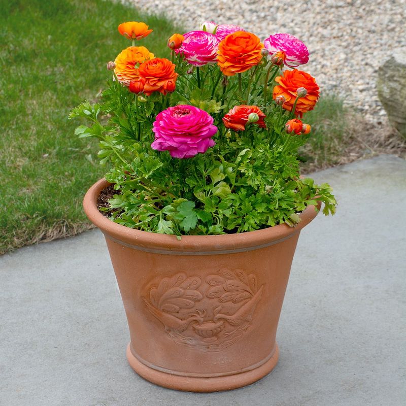 Ranunculus Thrive In Containers With Proper Drainage