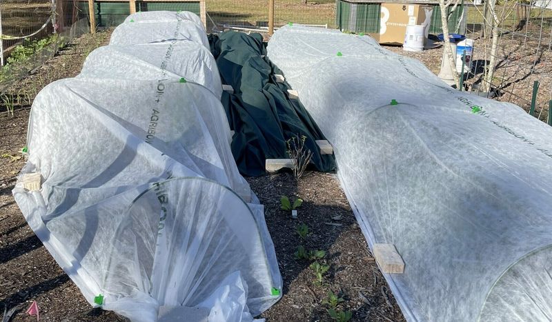 Cover Plants Again If Another Frost Is Coming