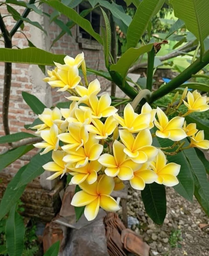 Reduce Watering During Winter Dormancy