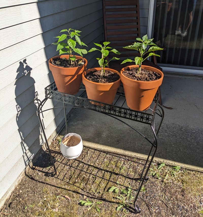 Ease Them Into Sunlight